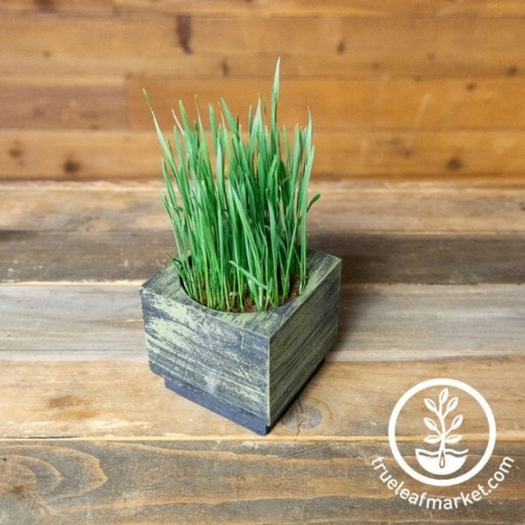 NEW IN BOX Deluxe Cat Grass Kit - With Wooden Planter - Picture 2 of 7